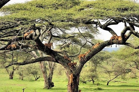 6 Day Luxury Lodge Wildlife Safari :Northern Tanzania on 4x4 Jeep