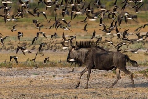 Von Kigali: 12-stündiger individueller Tagesausflug zur Pirschfahrt im Akagera NP