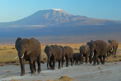 Safari di lusso nel Parco Nazionale Amboseli di 4 giorni