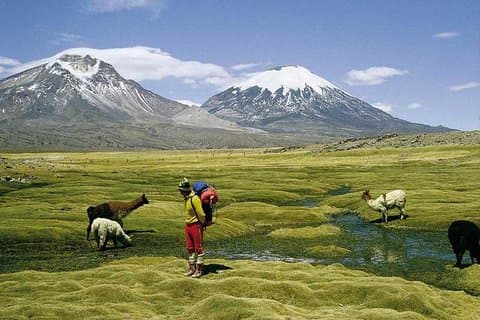Arica: Full day to Lauca National Park and Chungara Lake, meals included