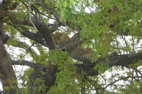 Kort safari från Dar es Salaam till Mikumi nationalpark - 2 dagar