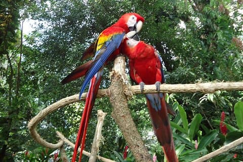 プエルトケツァルからオートサファリチャピンドライブスルーネイチャーパーク&動物園