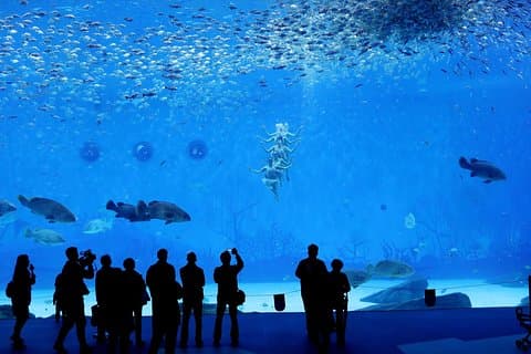 Private Transfer between Shanghai Haichang Ocean Park and City Center