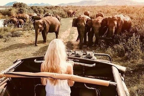 2-daagse tour naar Sigiriya en Minneriya safari vanuit Colombo