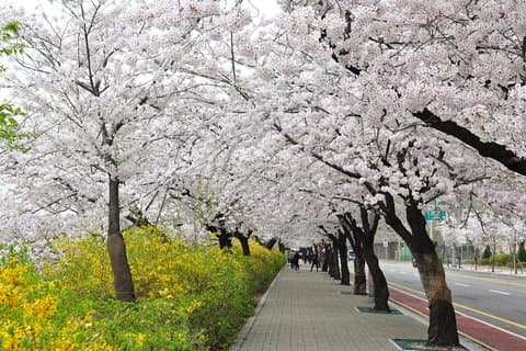 Spring 3 days Seoul & Mt Seorak Cherry blossom with Nami Island on 7 to 14 Apr