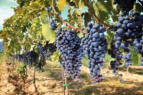 Wijnproeverij met kleine groep op het Toscaanse platteland