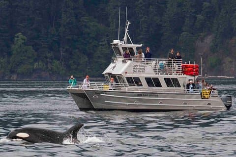 Whale Watching Tour from Anacortes