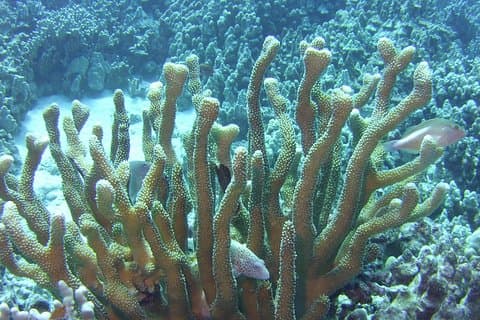 Glass-Bottom Boat Reef Tour