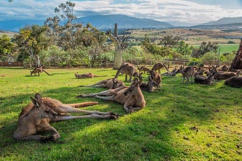 Shore Excursion: Hobart's Best In Half A Day