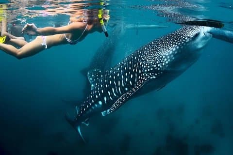 Oslob Whale shark swimming & Canyoneering Adventure, Kawasan Falls Day Tour