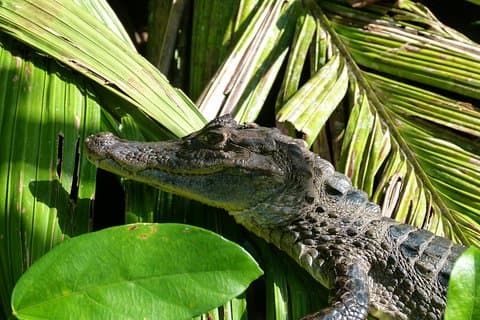 Classic Tortuguero - 2 Tours: Canoa e caminhada de um dia