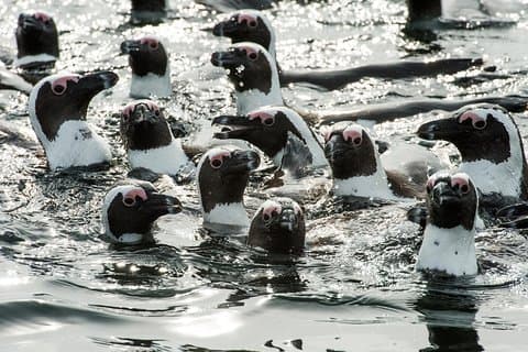 Combo Tour: Marine Wildlife Cruise and Cape Point PM
