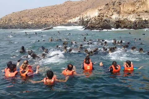 Lima : Islas Palomino Excursión & Natación con Lobos Marinos con Traslados Hoteleros