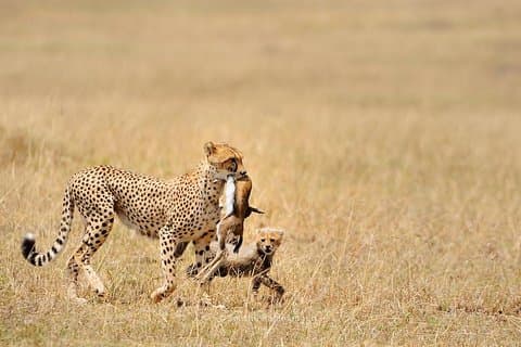 5-dages Serengeti, Tarangire, & Ngorongoro & Manyara Grass Root Safari.