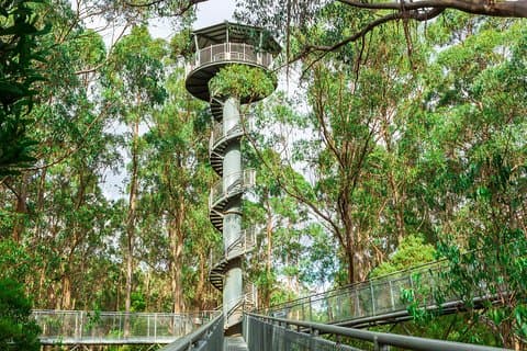 Otway Fly Treetop Adventures Treetop Walk Admission Ticket