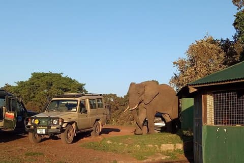 2 dager / 1 natt Tanzania Safari Tour