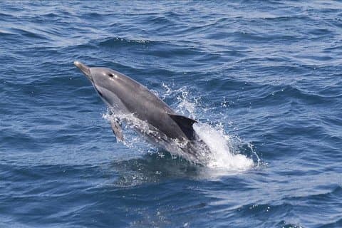 Osservazione dei delfini a Gibilterra - Gita di un giorno da Siviglia