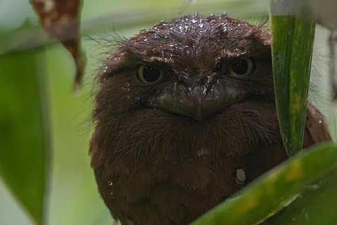 Tour di osservazione degli uccelli della foresta pluviale di Sinharaja 2 - 4 ore