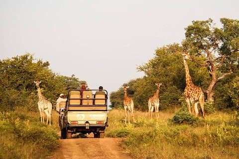 Ciudad del Cabo Sudáfrica - Lo mejor de Aquila Safari Tour