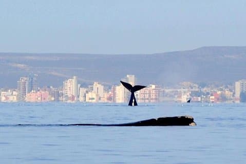 4-Day Tour to Puerto Madryn by Air from Buenos Aires