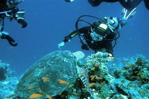 Ras Mohammed Snorkeltur med båd