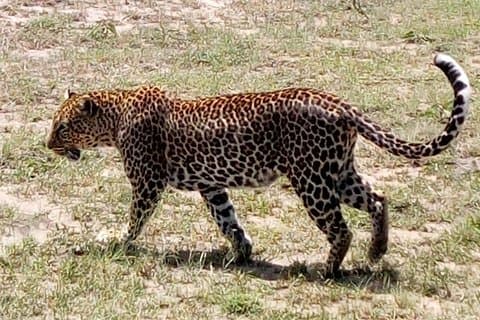 4 Tage - Majestic Maasai Mara und Lake Nakuru Safari