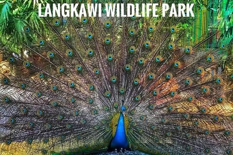 Malasia: Entrada al Parque de Vida Silvestre Langkawi