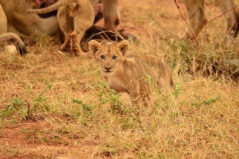 Halbtages-safari ab johannesburg