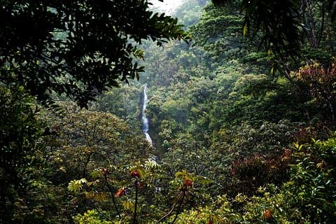 Manoa Waterfall Hike com Waikiki Pickup e almoço saudável