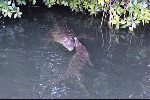Black River Safari Private Tour