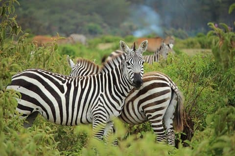 Visite d'une journée au parc national de Nairobi