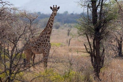 Een dagtocht naar Saadani National Park vanuit Dar es Salaam / Zanzibar