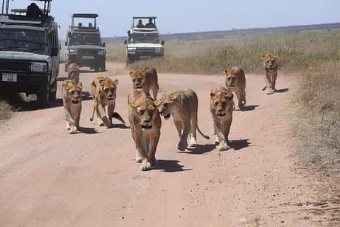 serengeti & ngorongoro 3 dage privat tur