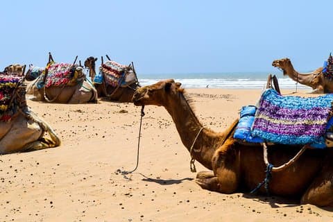 Kamel rida på stranden i Essaouira