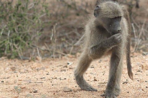 Kruger National Park Day Trip