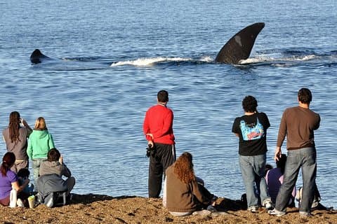 Puerto Madryn: Doradillo Beach Whale Watching Experience