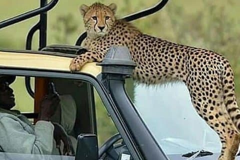 8 Days Tanzania Simba Luxury Safari