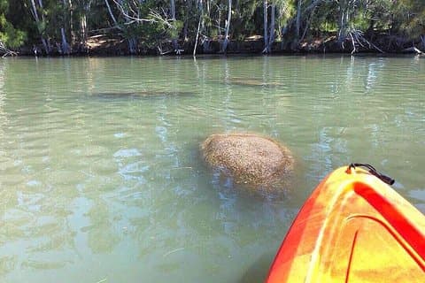 Dolphin & Manatee Kayaking Tour in Orlando Area