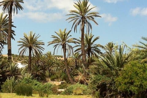 Visit the Oasis & Tea at the basket maker.