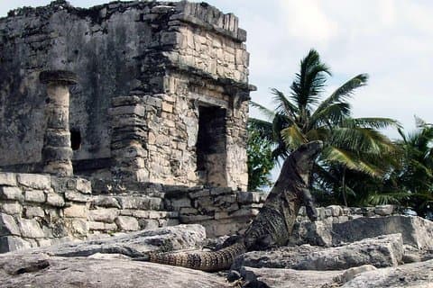 Fantastiska äventyr i Tulum: Ruiner, cenotes, transport och lunch