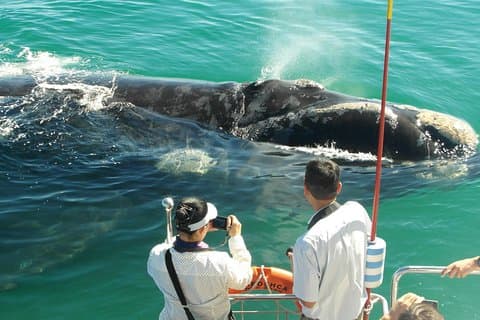 Hermanus Whale Watching & Penguins Shared Tour from Cape Town