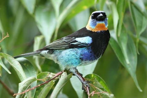 Parque Natural Metropolitano de Birding