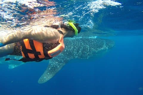 Tour privado de tiburón ballena desde Cancún