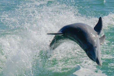 90 min Dolphin tour