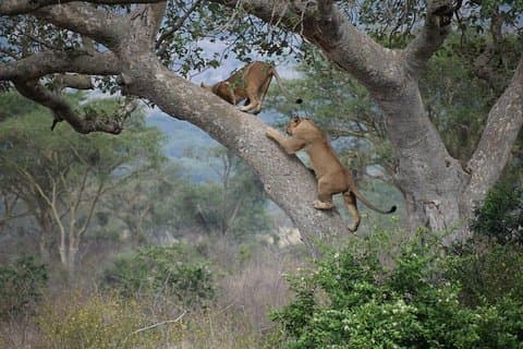 8 日間のサファリ (セレンゲティを含む) & ザンジバル エクステンション