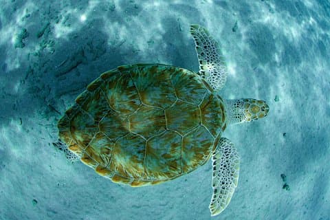 Guided Snorkel Tour at the Best Reef from shore on Curacao - Blue Bay Beach