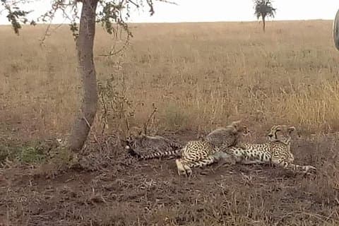 Manyara, Ngorongoro, Olduvai, Serengeti