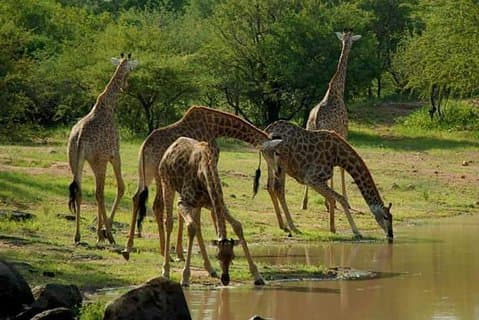 Serengeti, ngorongoro, manyara 5 dagen 4 nacht