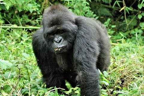 Uganda 4 days Gorilla Trekking