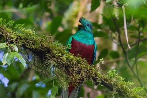 Recorrido de 3 días por Cobán y Semuc Champey desde la Ciudad de Guatemala